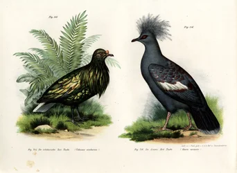 Pigeon de Nicobar, 1864